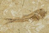 Oligocene Fossil Lanternfish (Eomyctophum) - Poland #374299-1